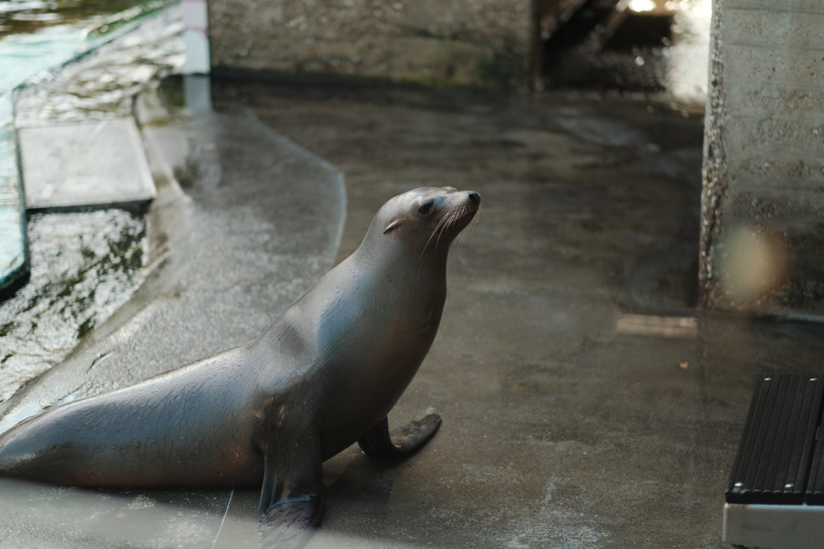 California Sea Lion (Zalophus californianus)