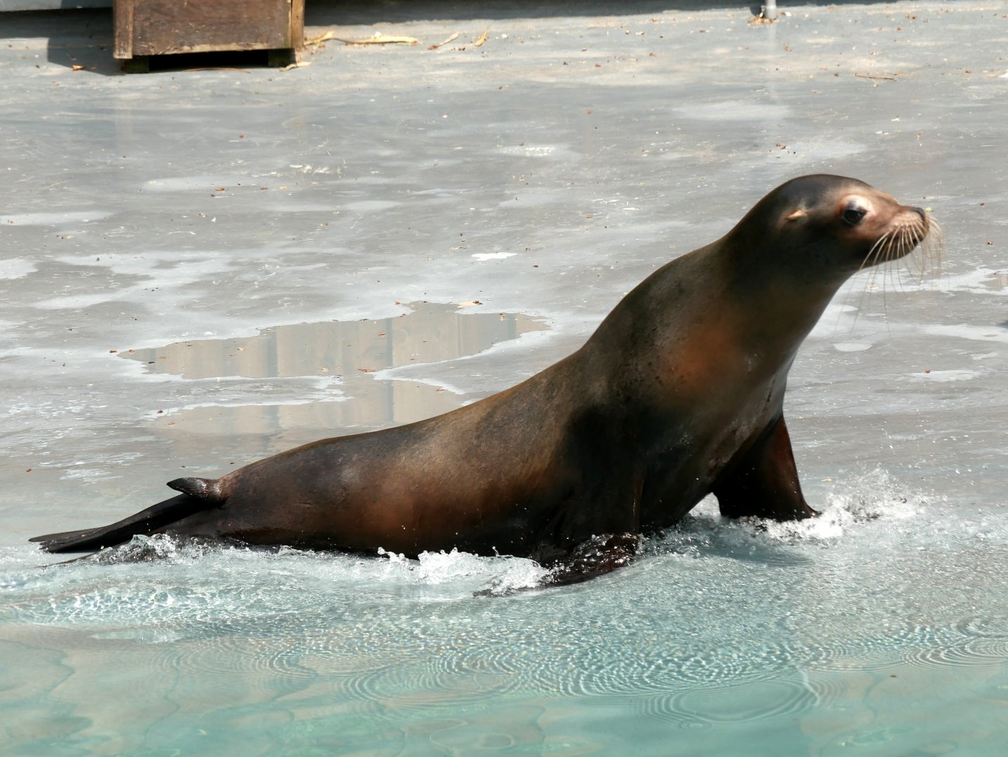 California sea lion (Zalophus californianus)