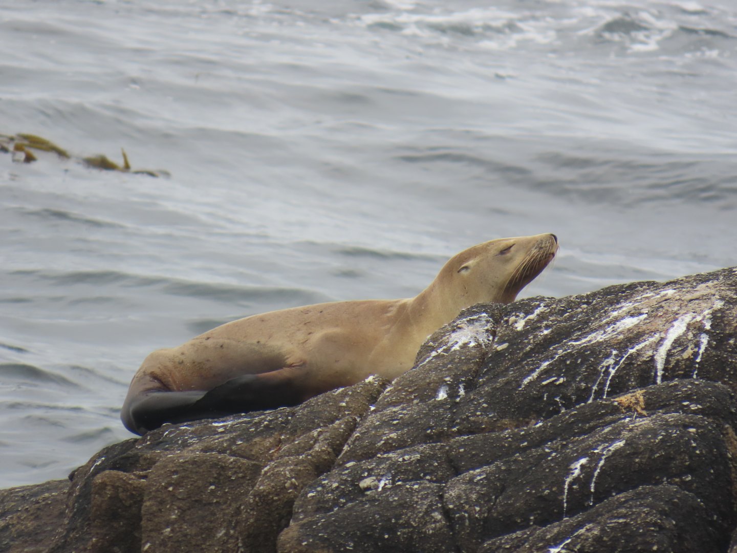 California Sea Lion (Zalophus californianus)