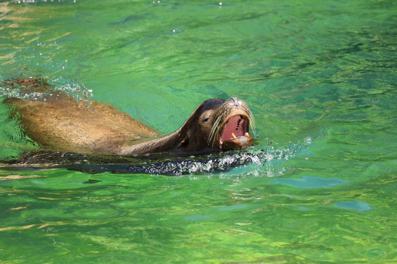 California sea lion (Zalophus californianus)