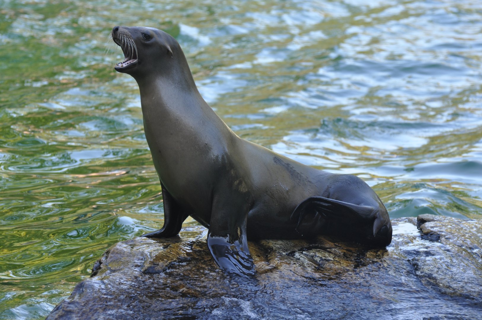California sea-lion (Zaophus californianus)