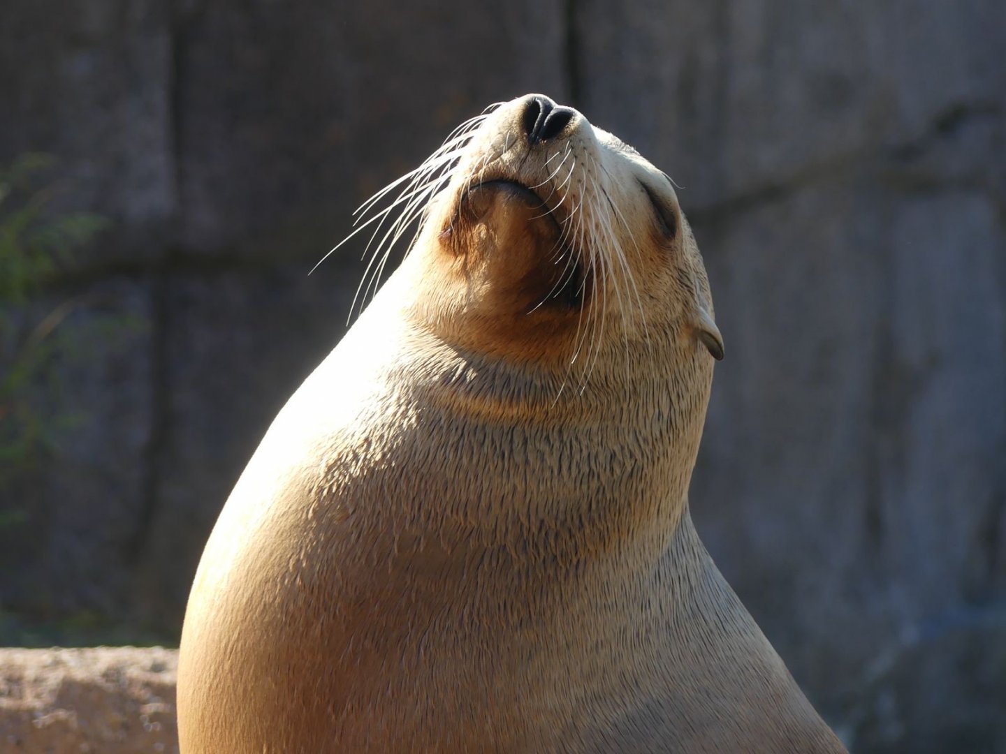 California Sea Lion - Zoo København - 26.05.25