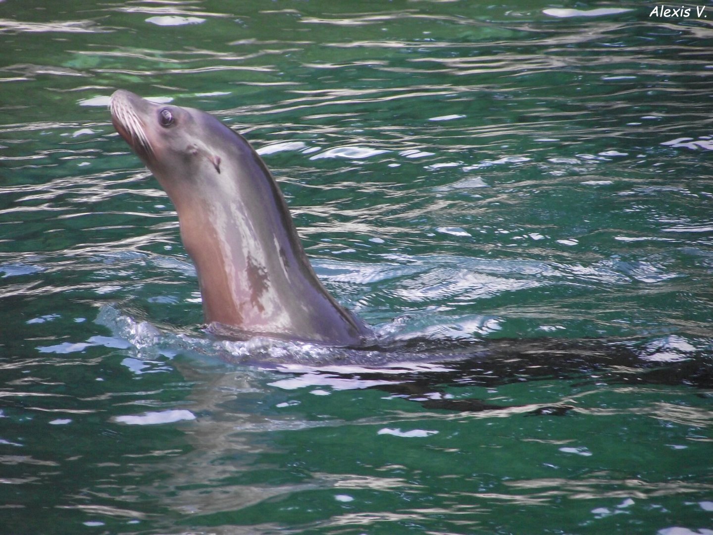 California Sea Lion - Zooparc de Beauval - 13/07/2024