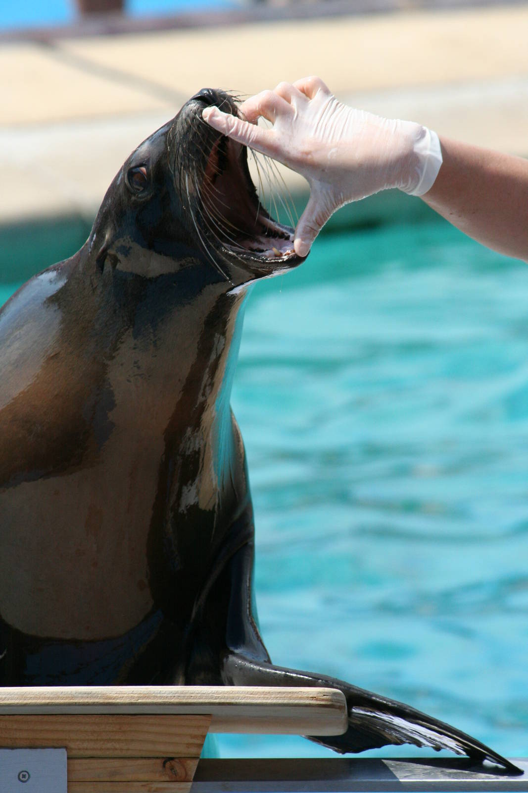 California sea lion