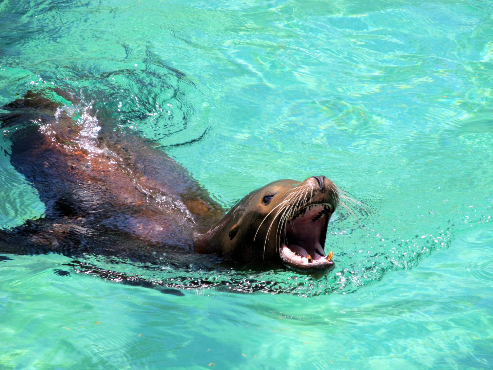 California Sea Lion
