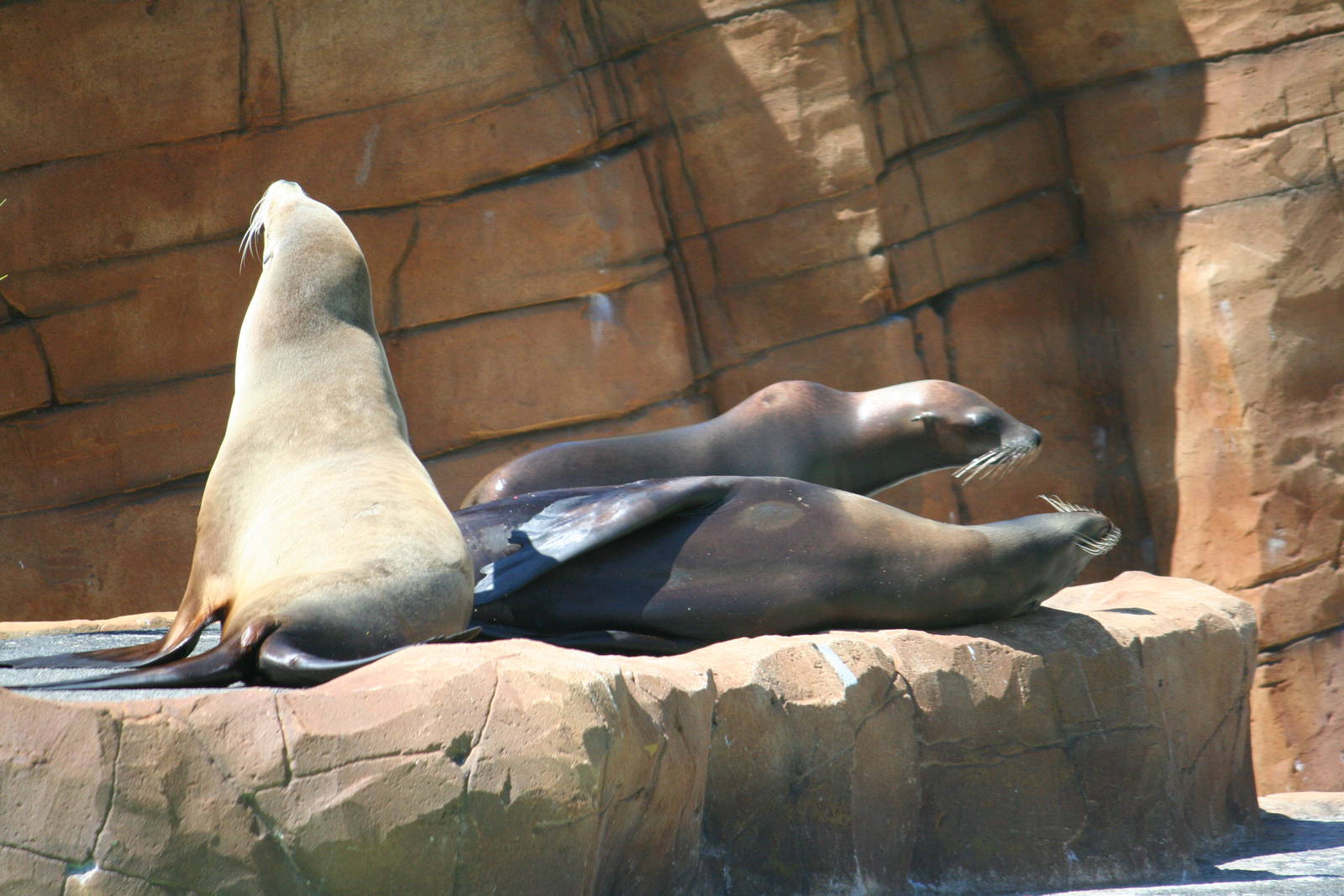 California sea lion