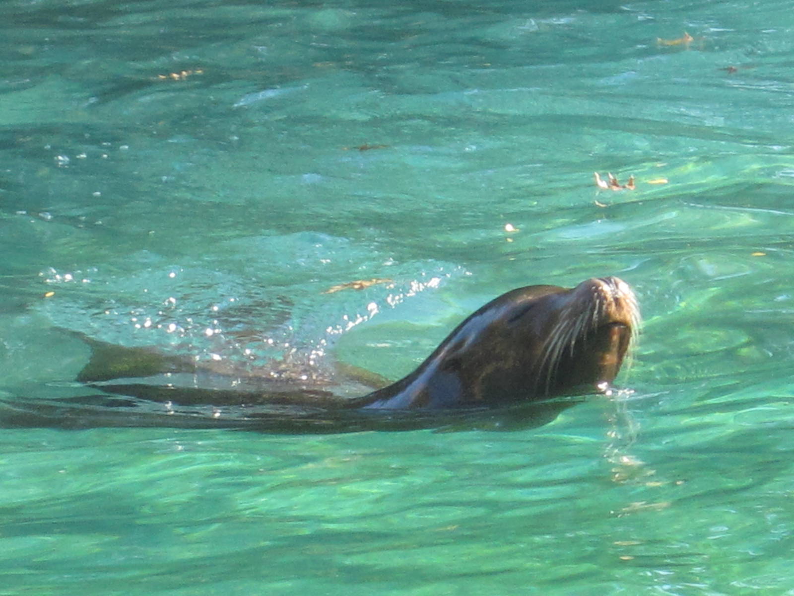 California Sea Lion