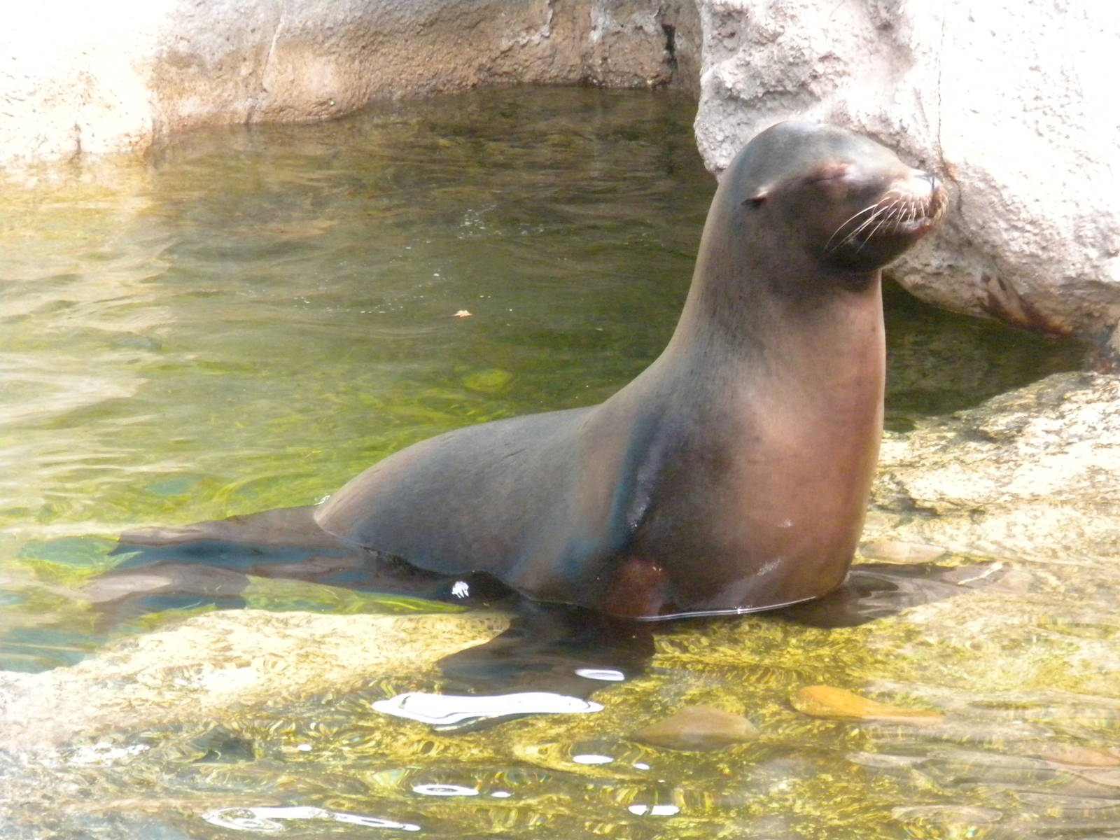 California Sea Lion