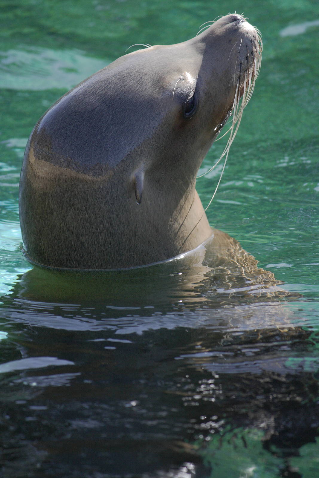 California sea lion