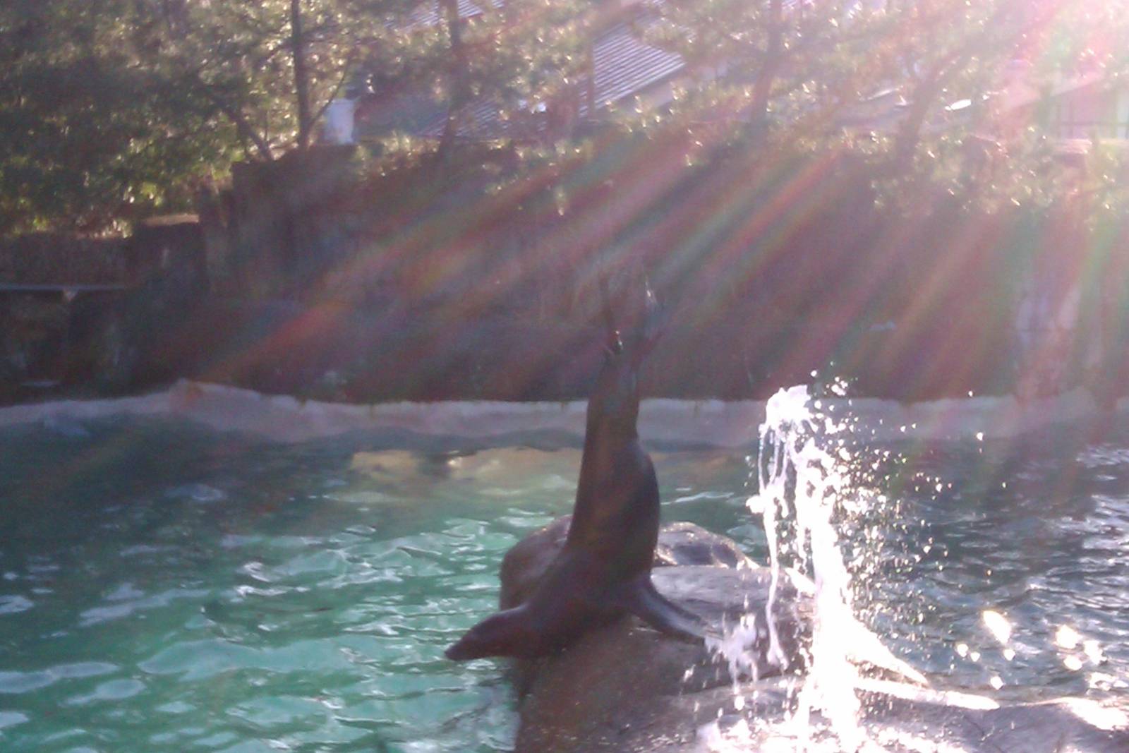 California Sea Lion