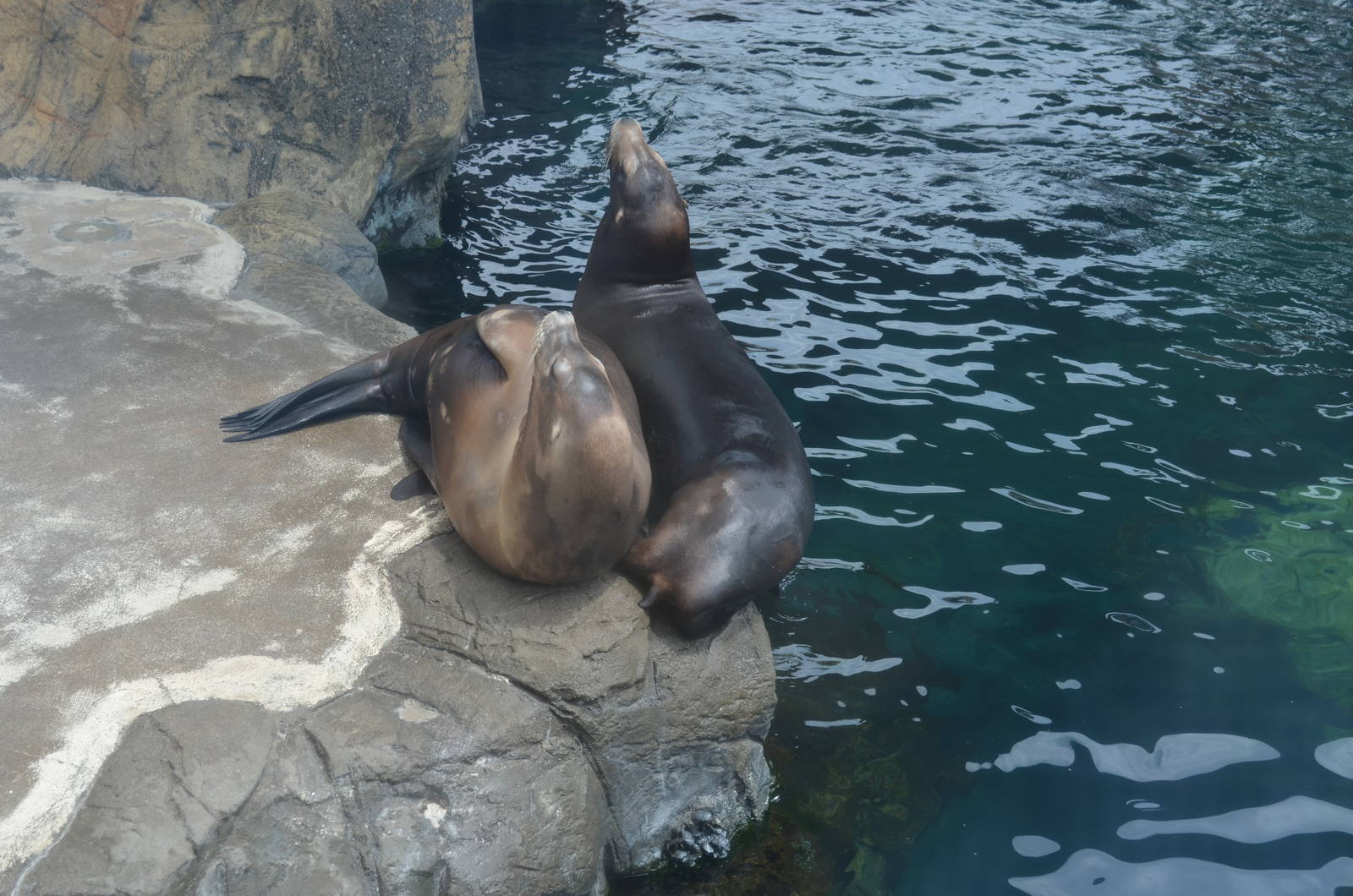 California Sea Lion