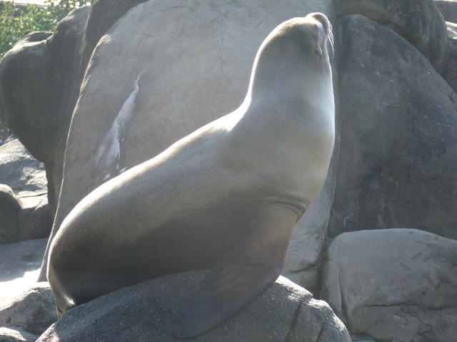 California Sea Lion