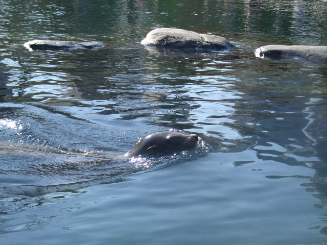 California Sea Lion