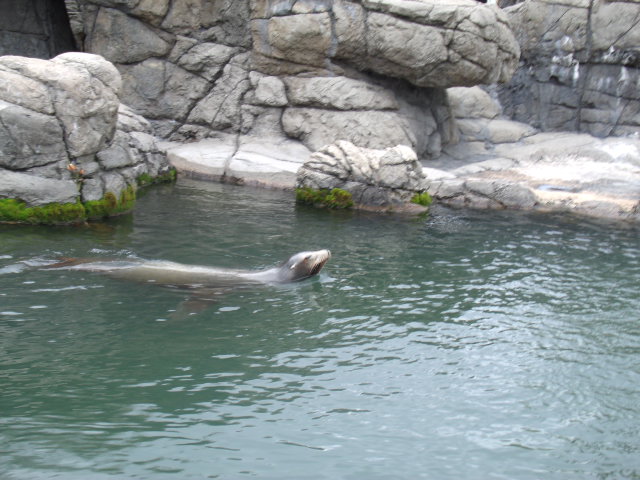 California Sea Lion