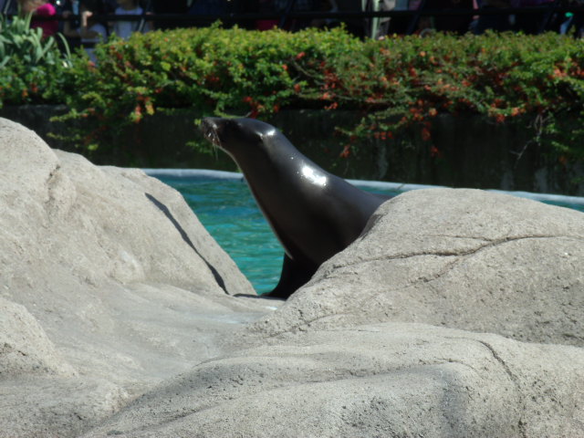 California Sea Lion