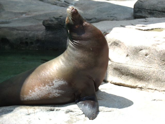 California Sea Lion