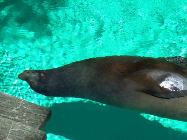California Sea Lion