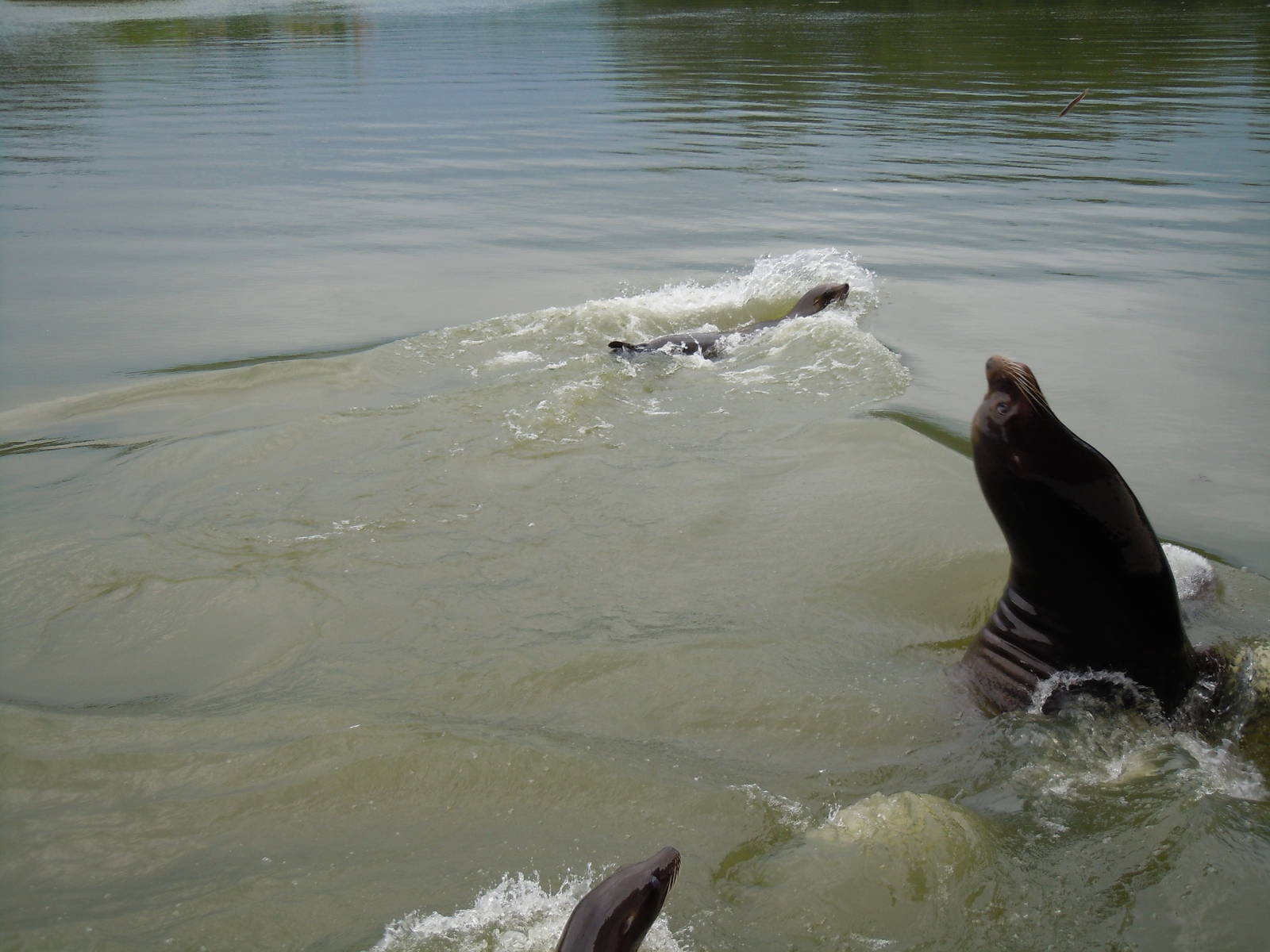 California Sea Lion