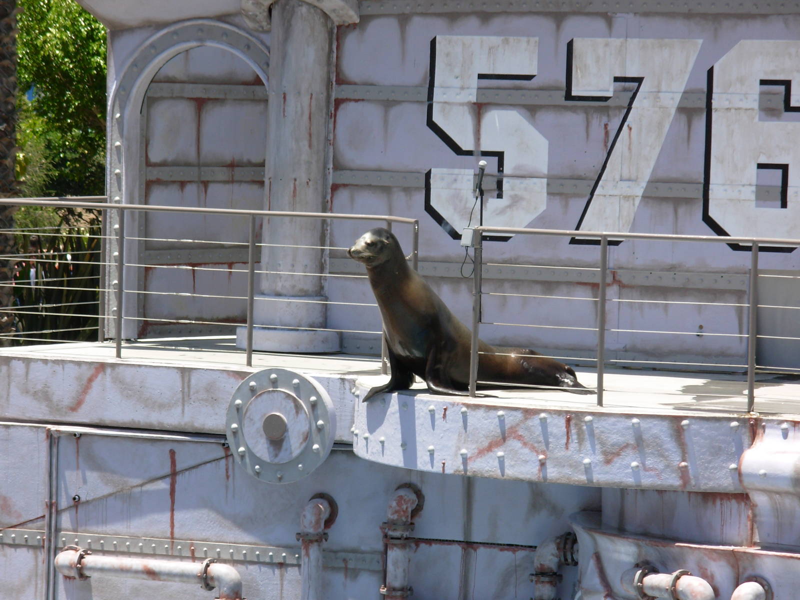 California Sea Lion
