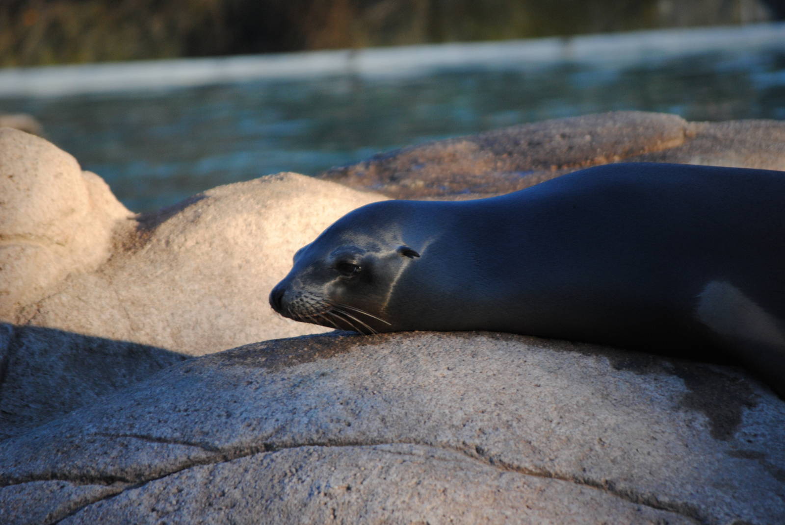California Sea Lion