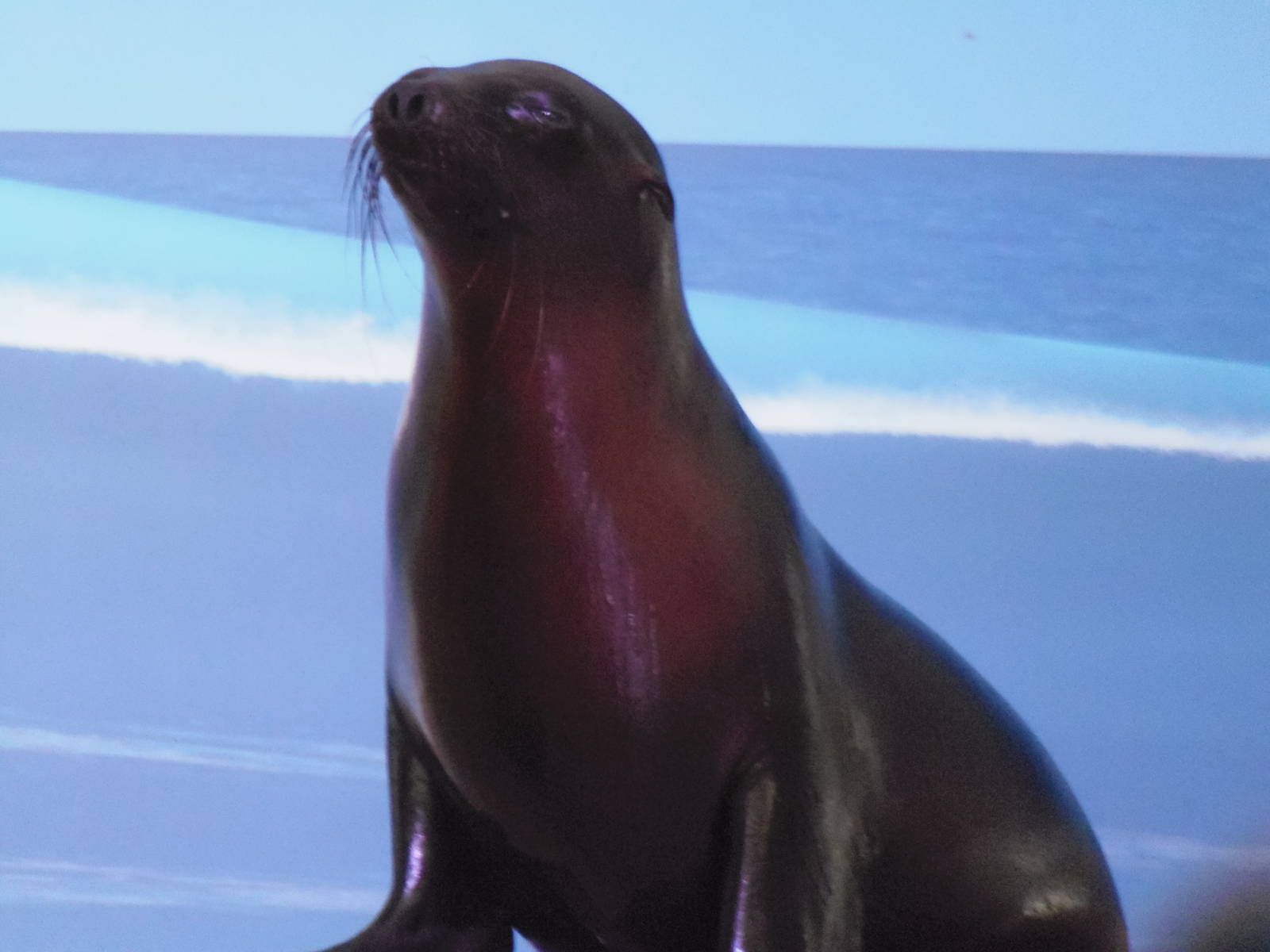 California Sea Lion