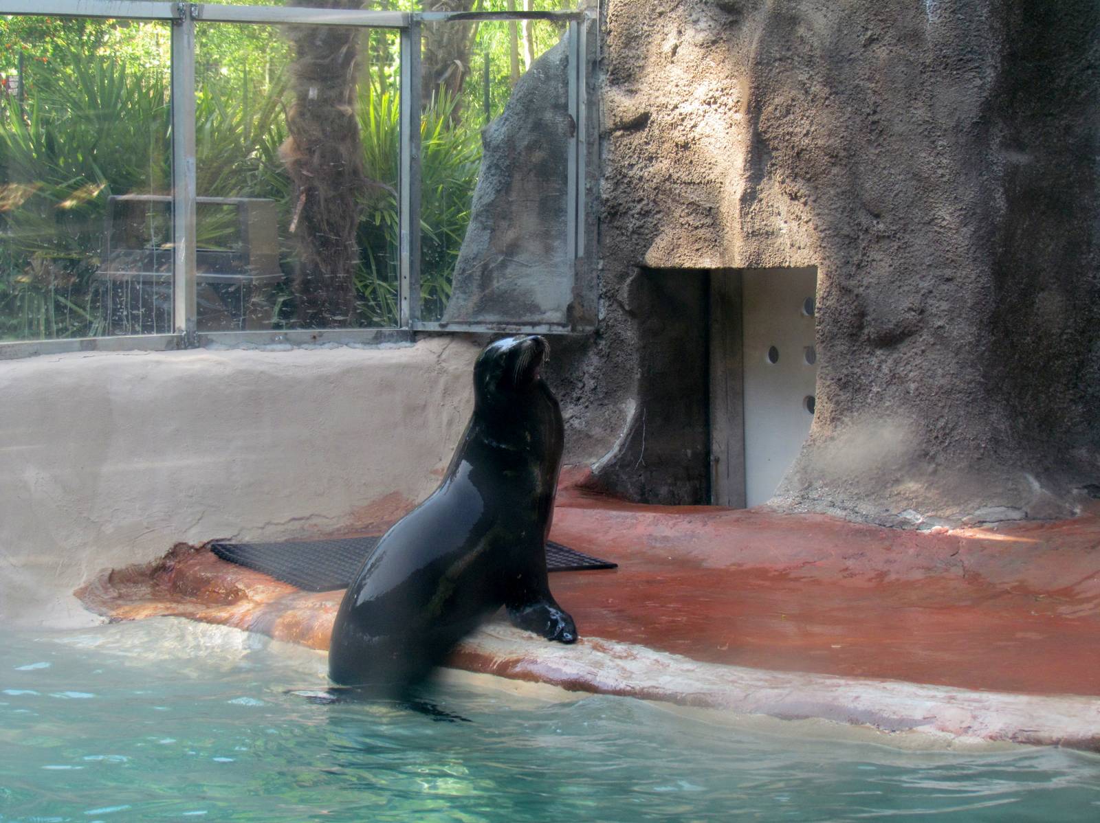 California Sea Lion