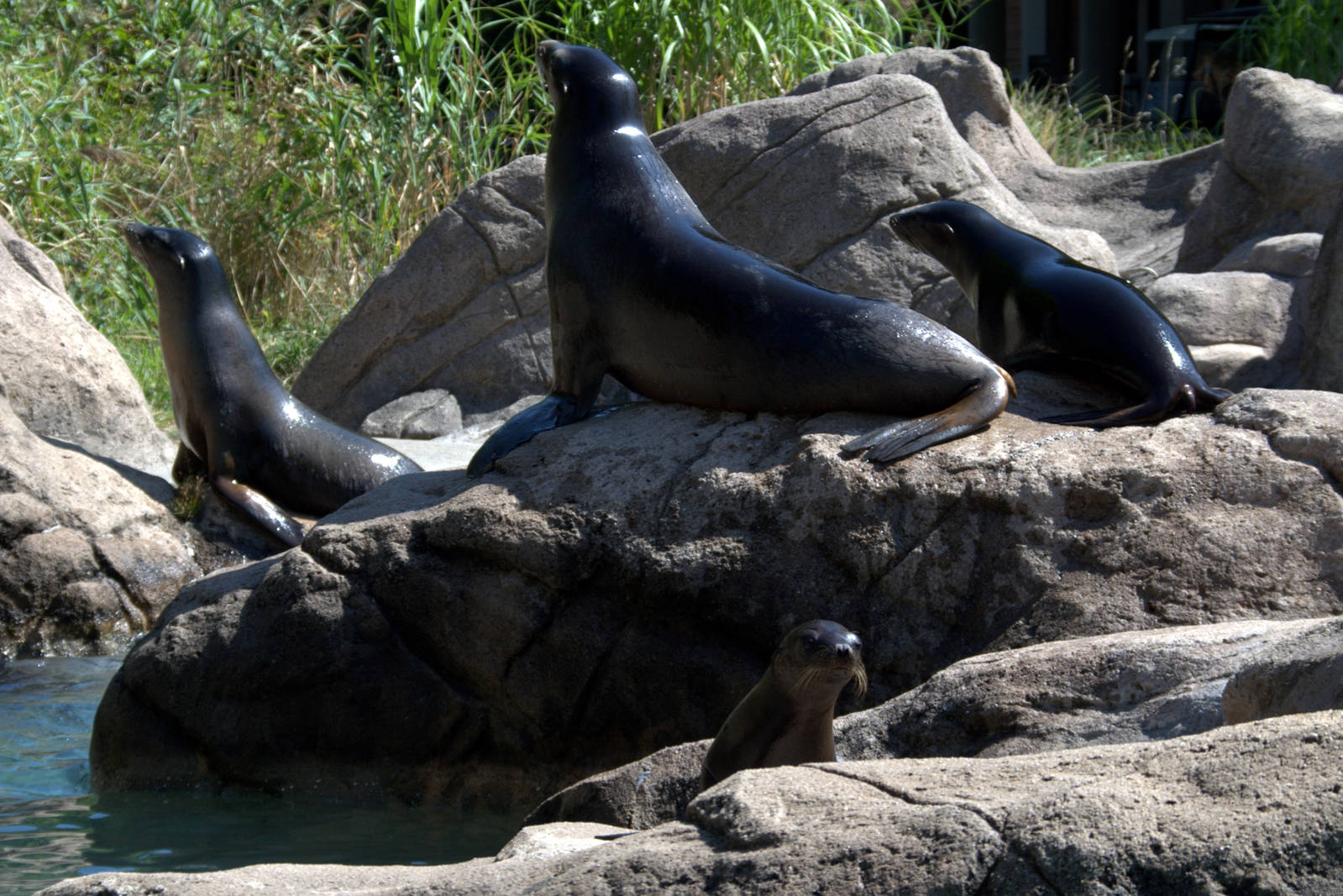 California sea lion