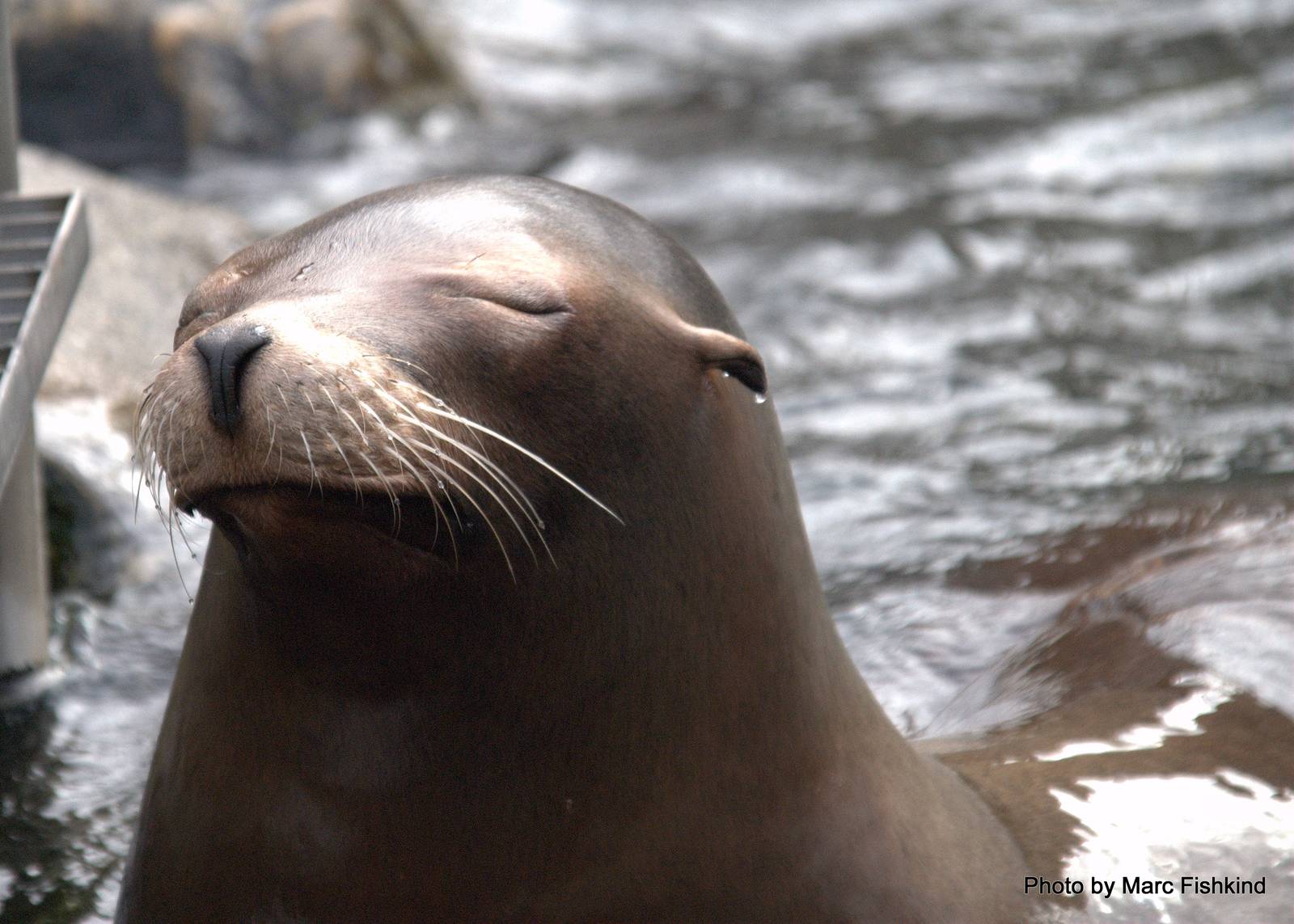 California Sea Lion