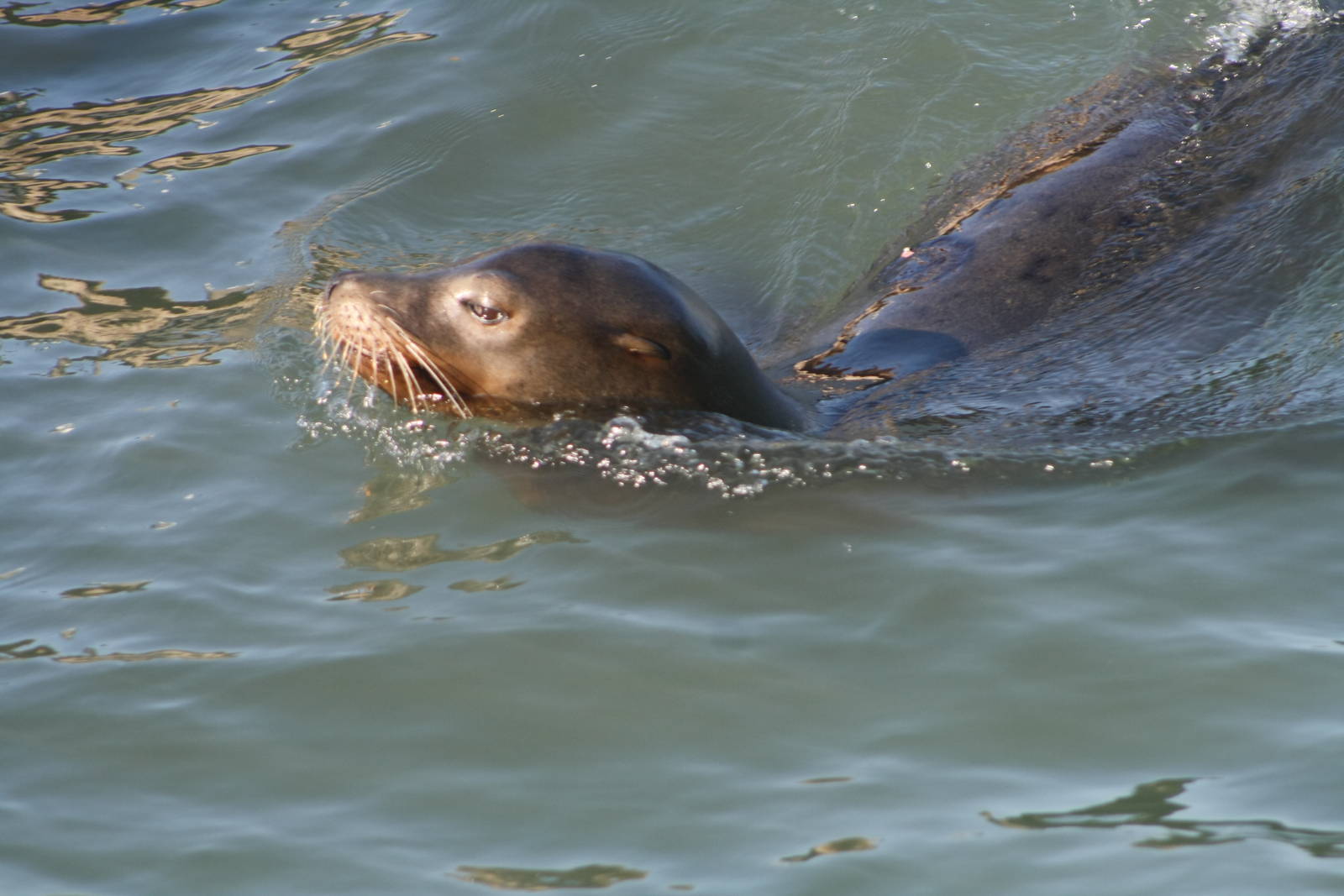 California Sea Lion