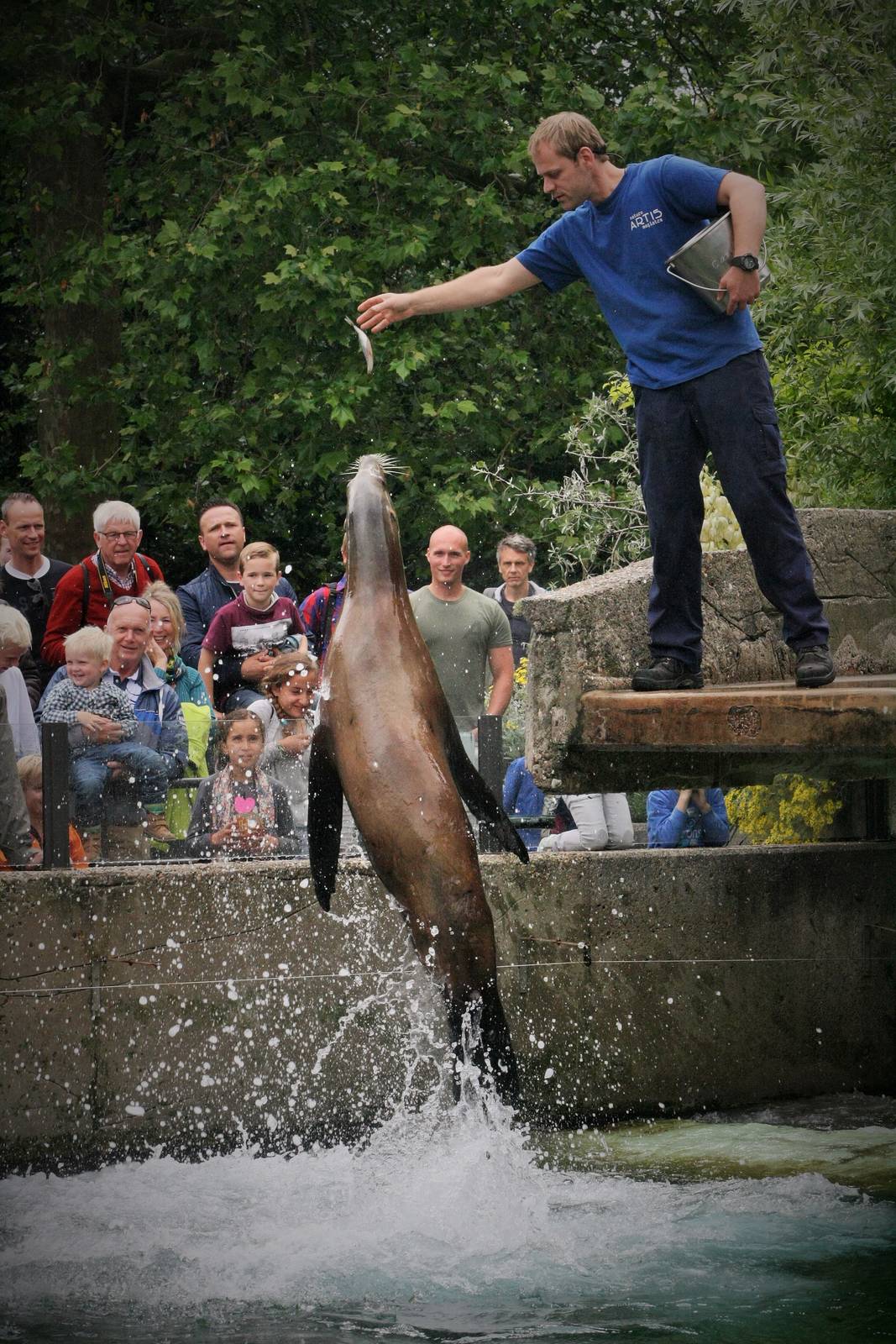 California Sea Lion