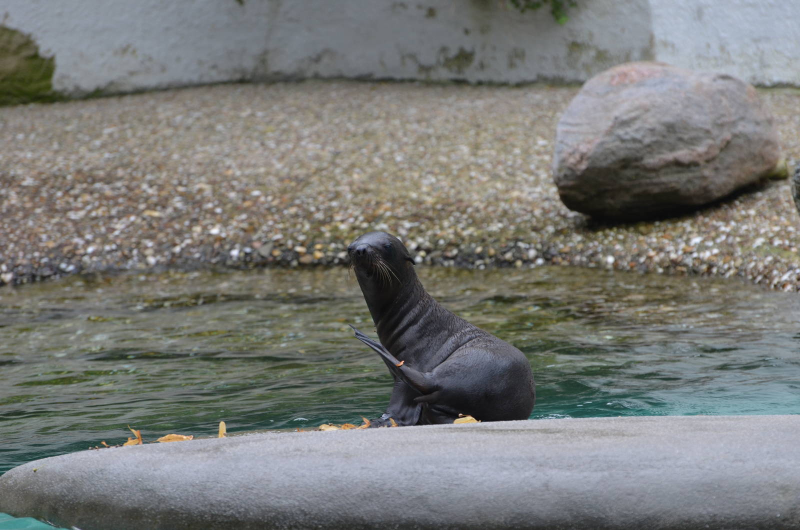California sea lion