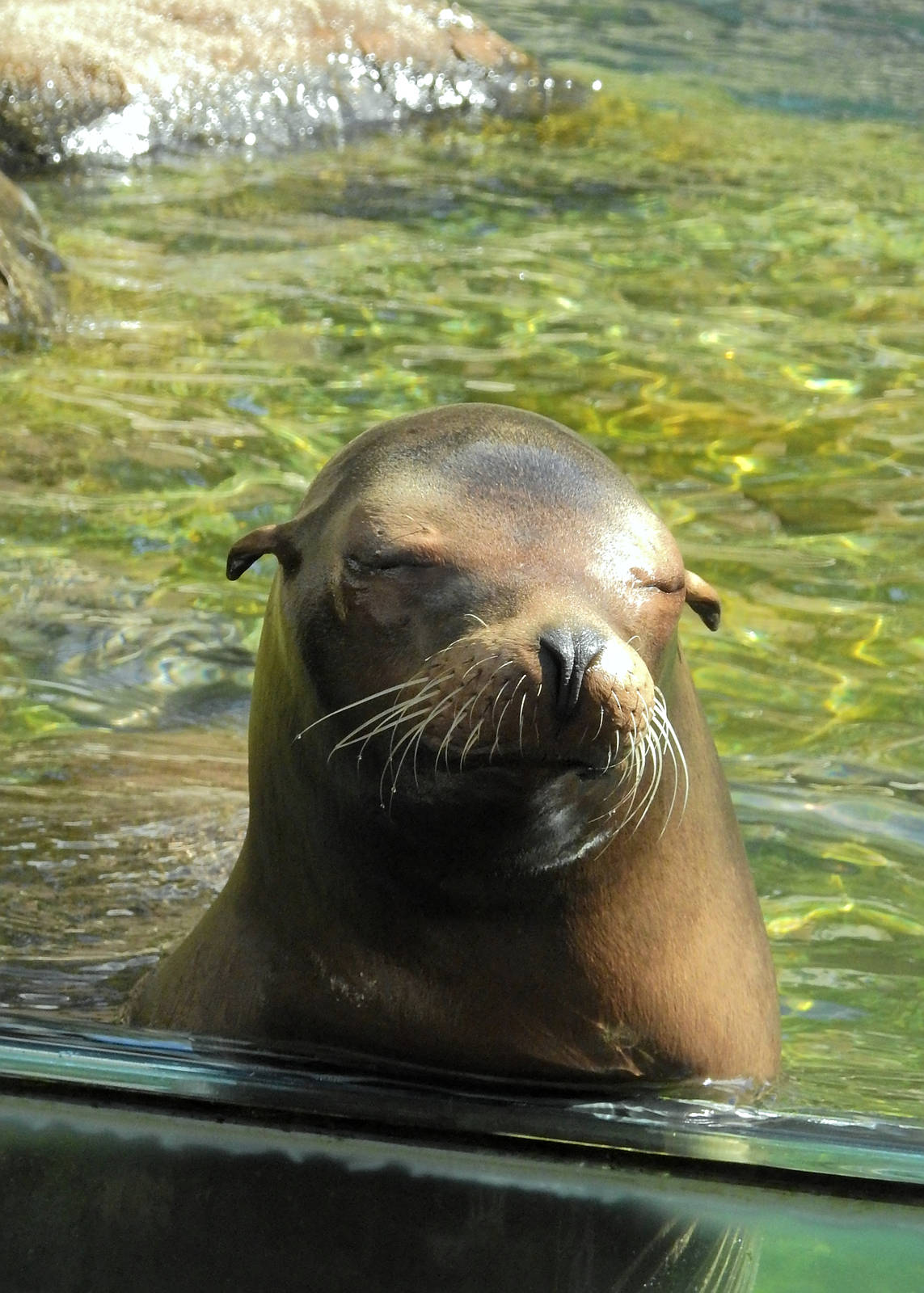California Sea Lion