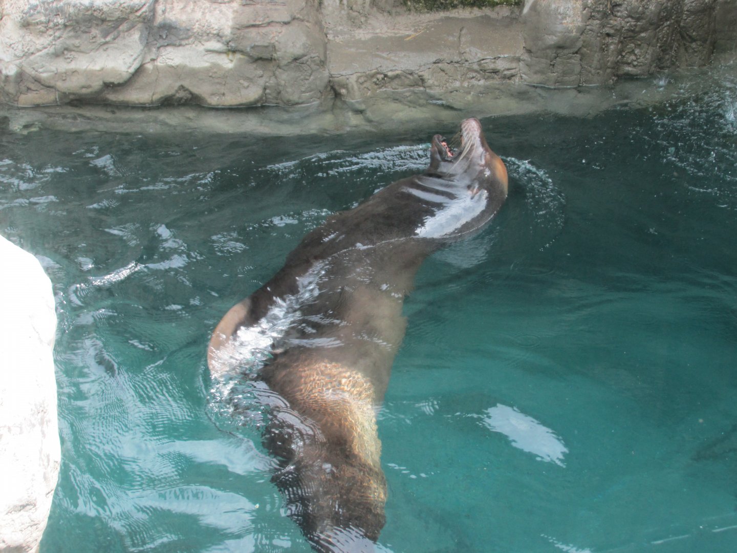 california sea lion