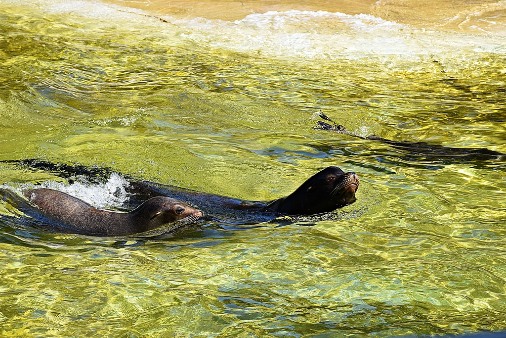 California sea lion
