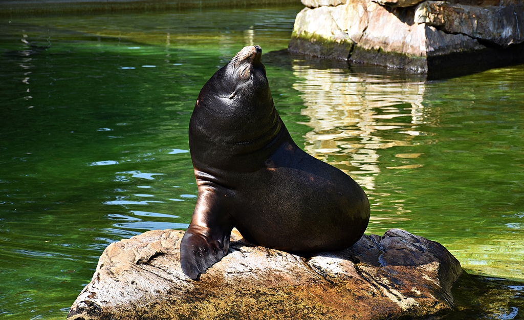 California sea lion