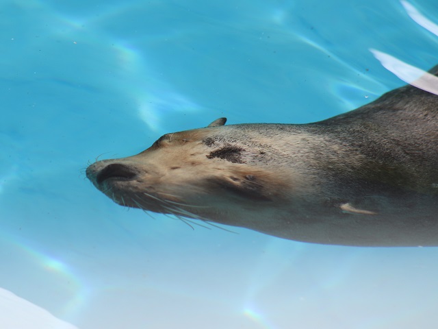California Sea Lion
