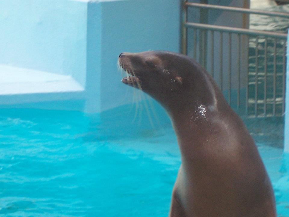 California sea lion