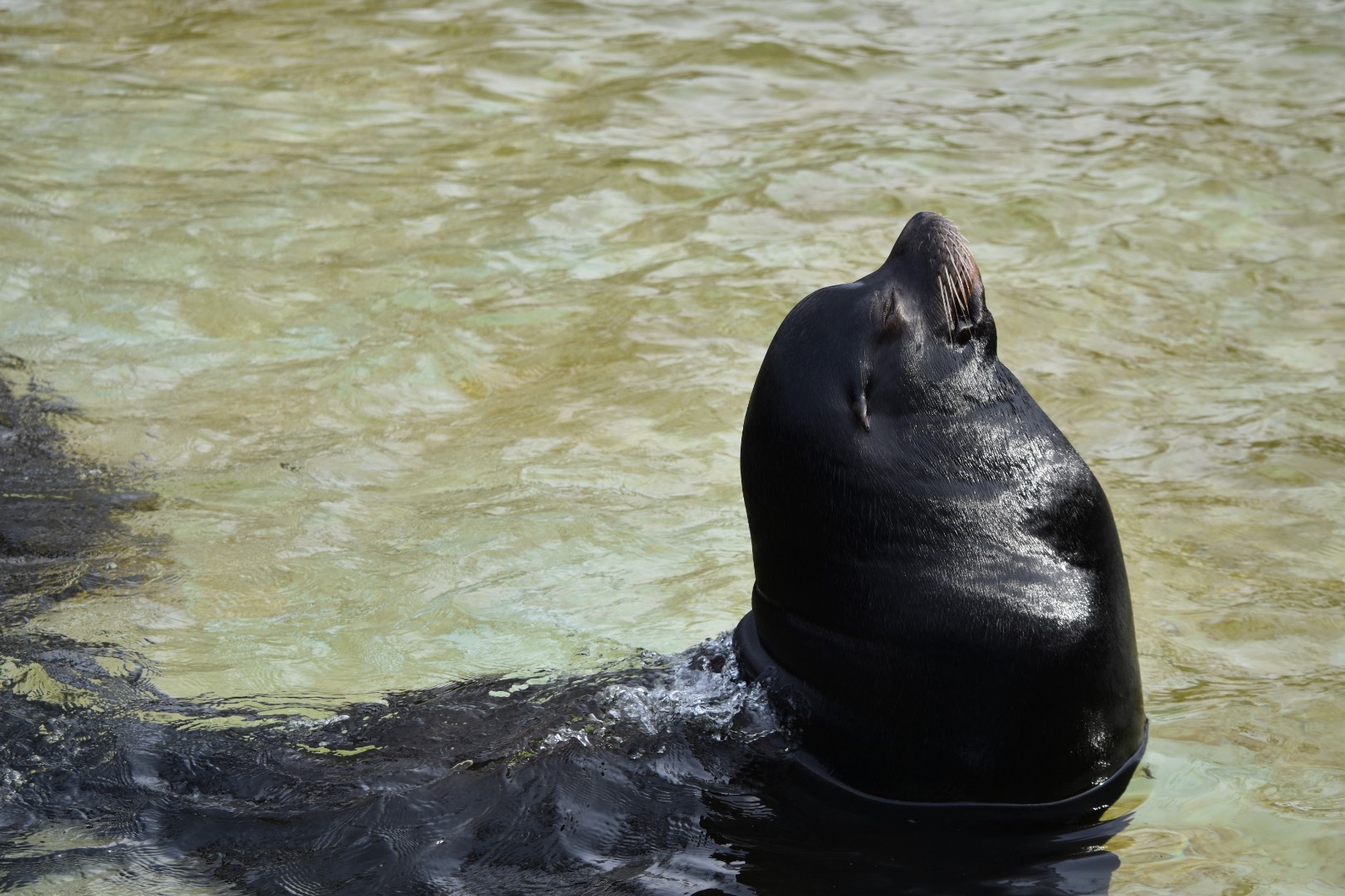 California sea lion