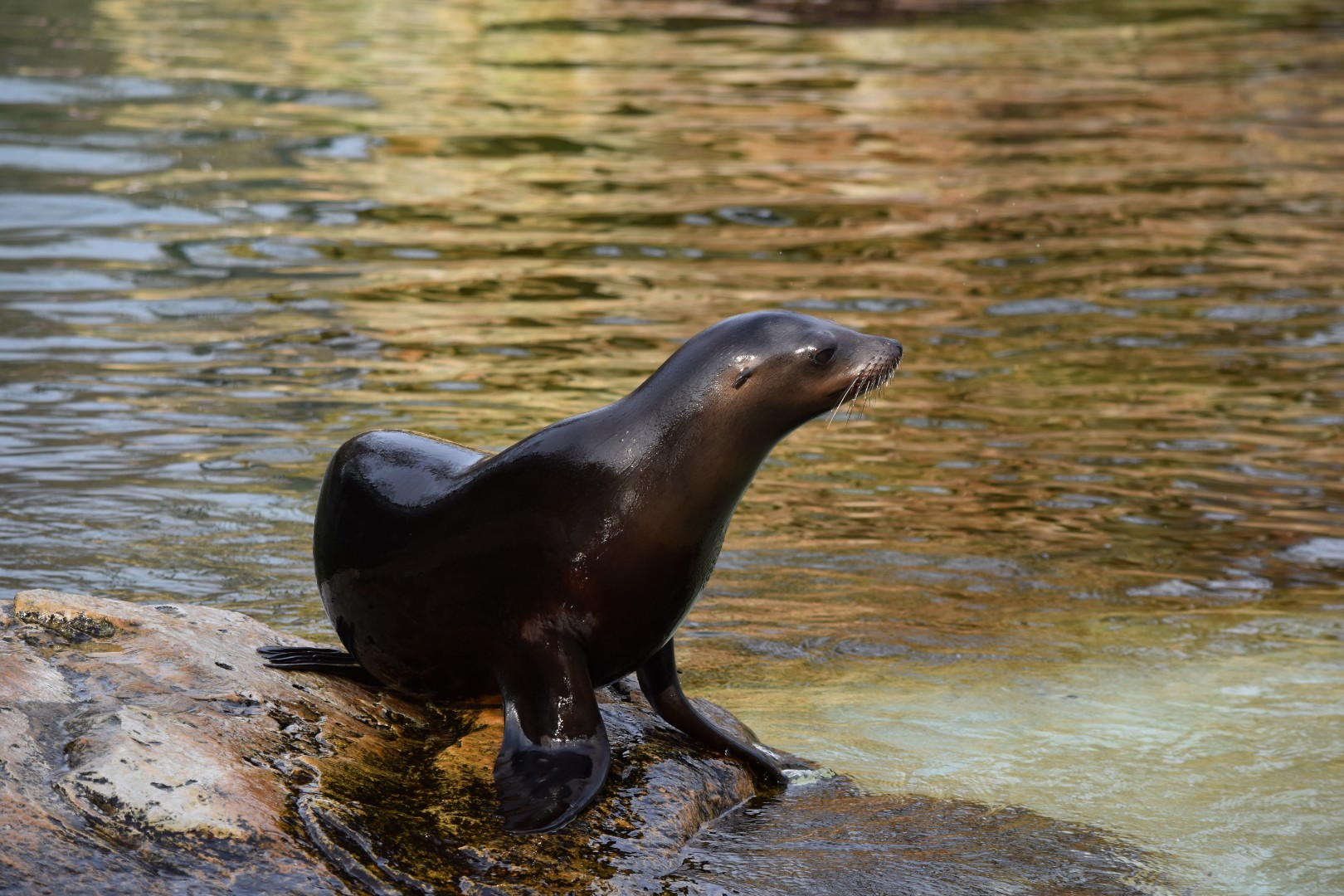 California sea lion