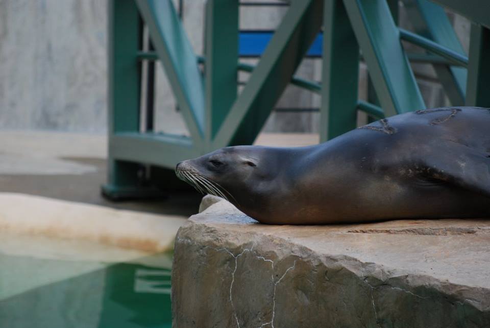 California Sea Lion