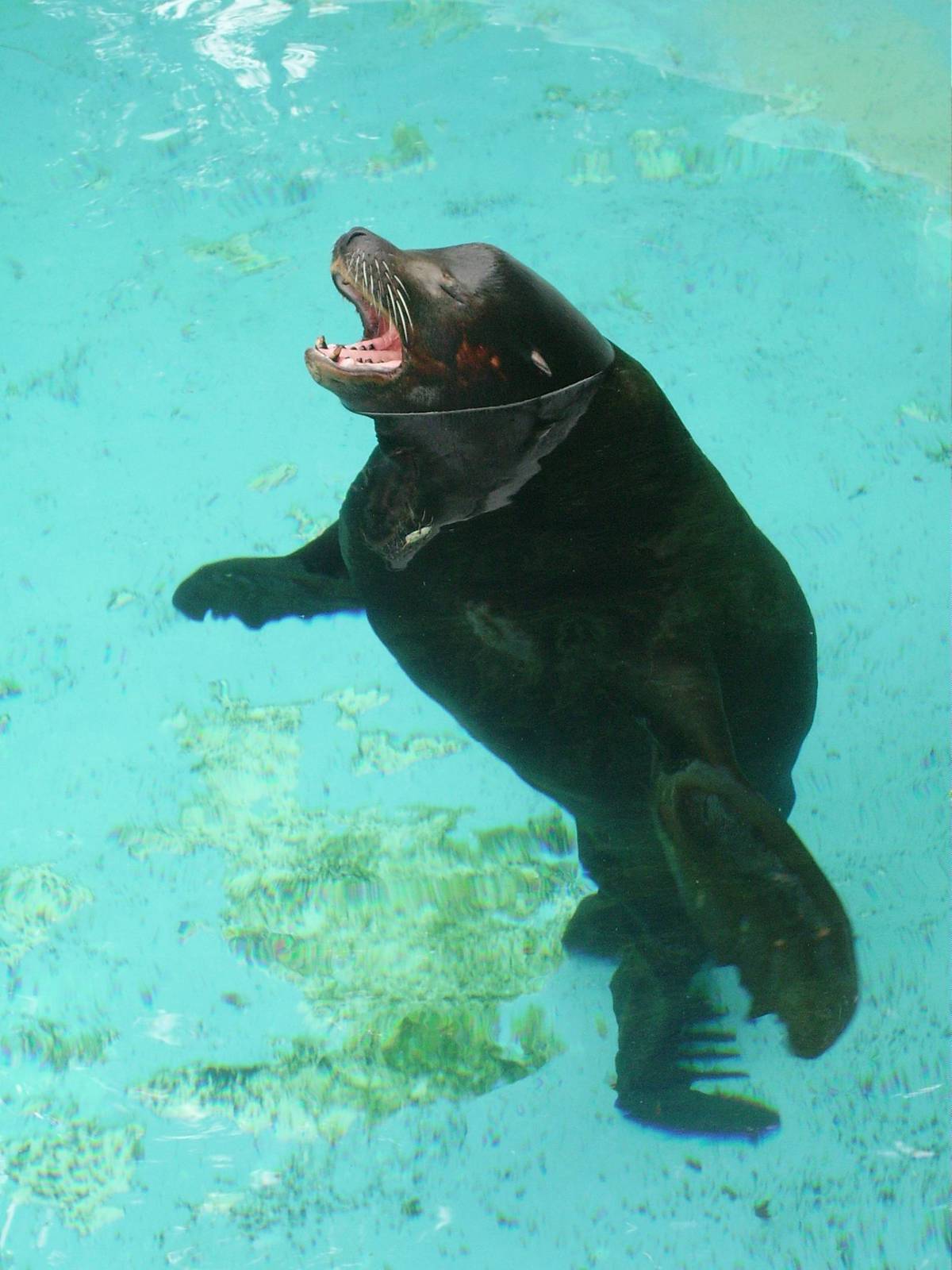 California Sea Lion