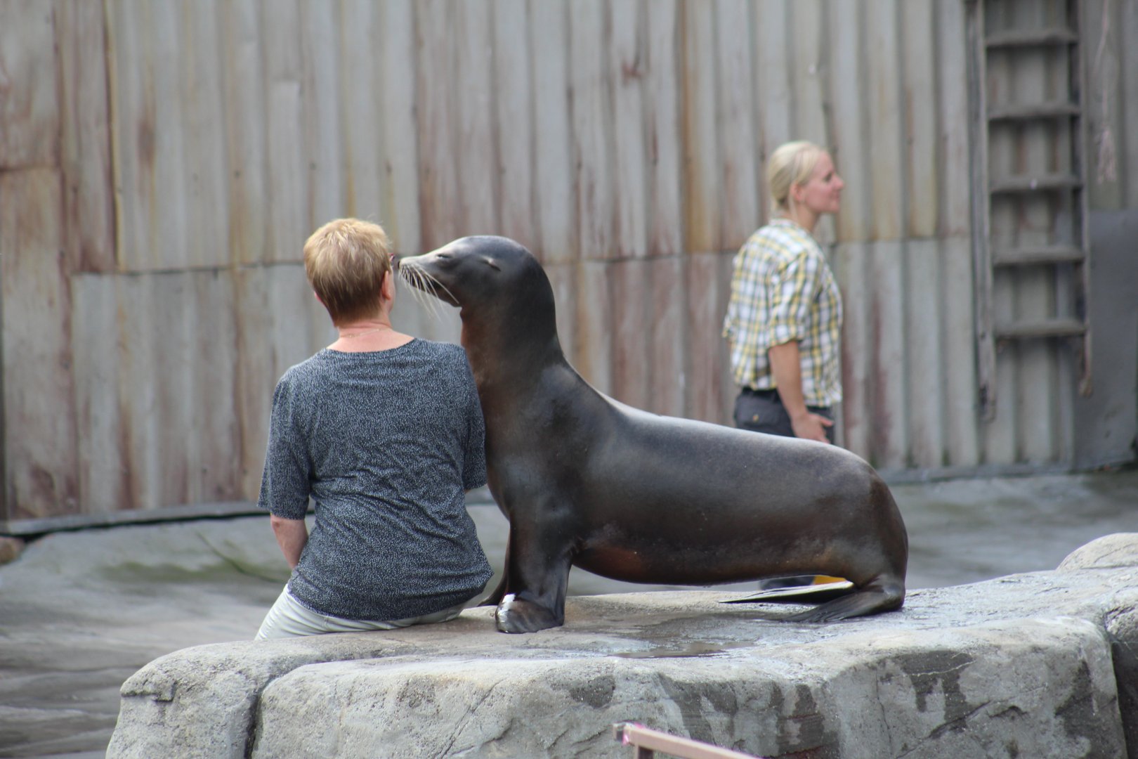 California Sea Lion