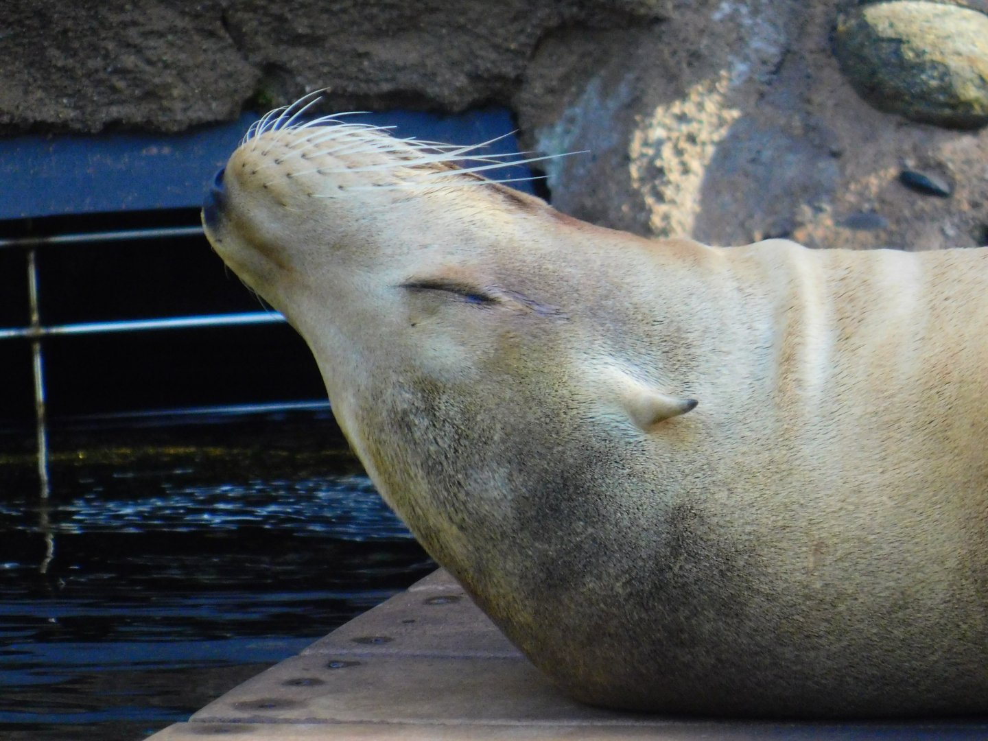 California Sea Lion