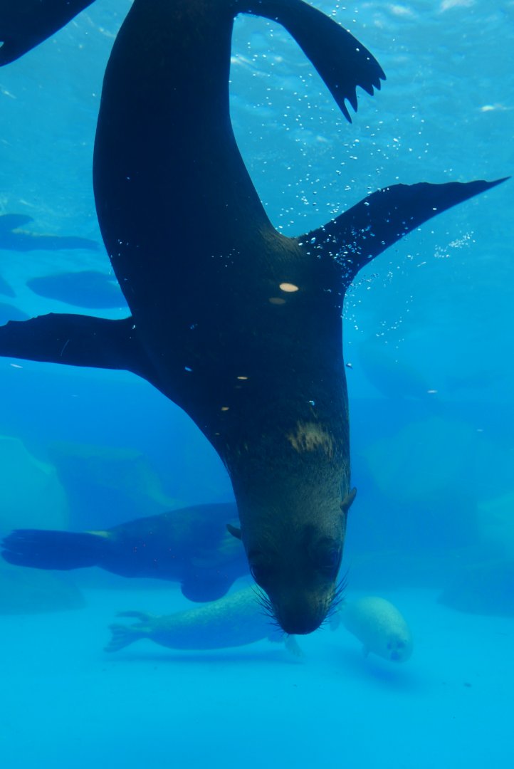 California Sea Lion