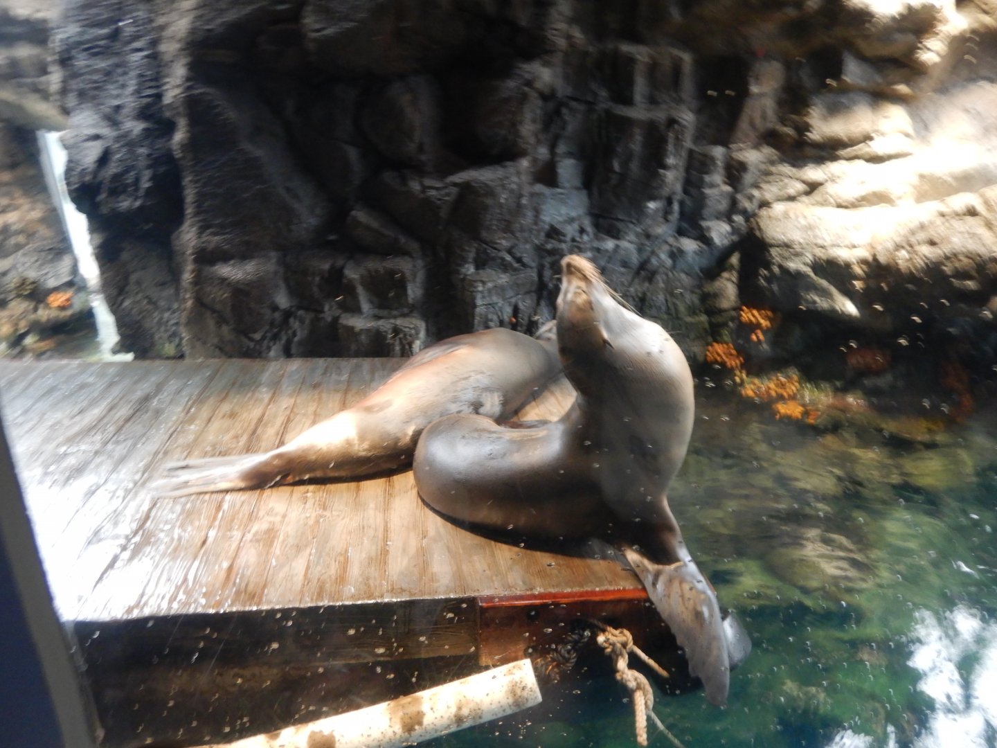 California Sea Lion