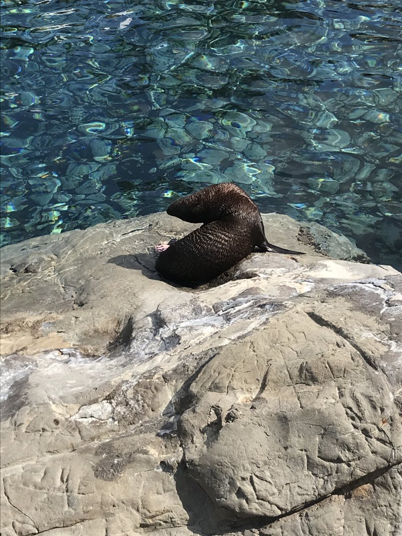 California sea lion