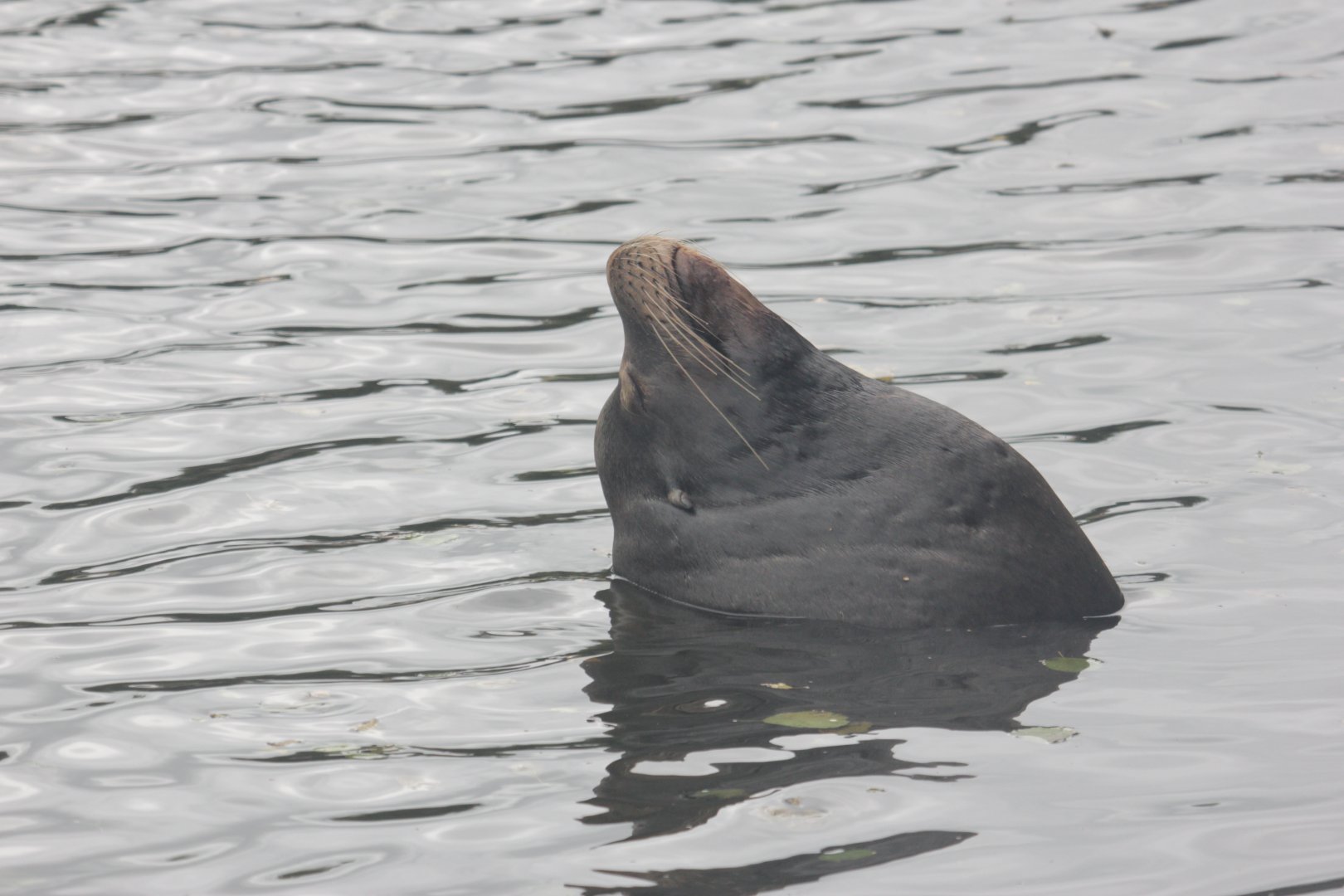 California sea lion