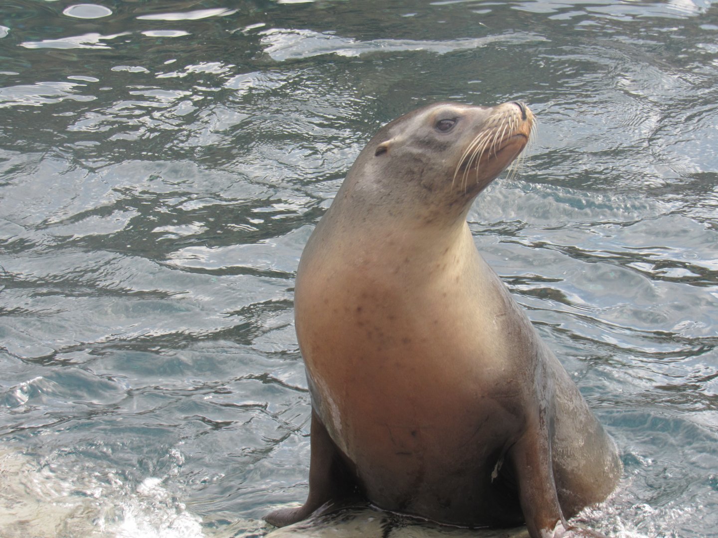 California Sea Lion
