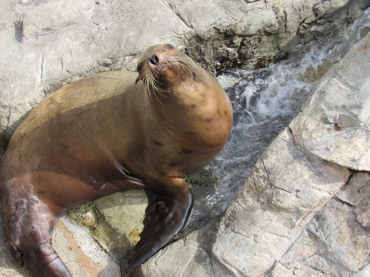 California Sea Lion