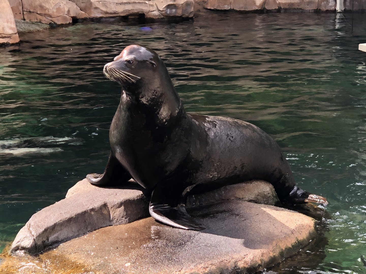 California Sea Lion